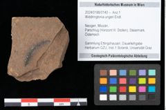 Foto (Objekt + Etikett) von Widdringtonia ungeri Endl. (NHMW-GEO-2024-0188-0140)